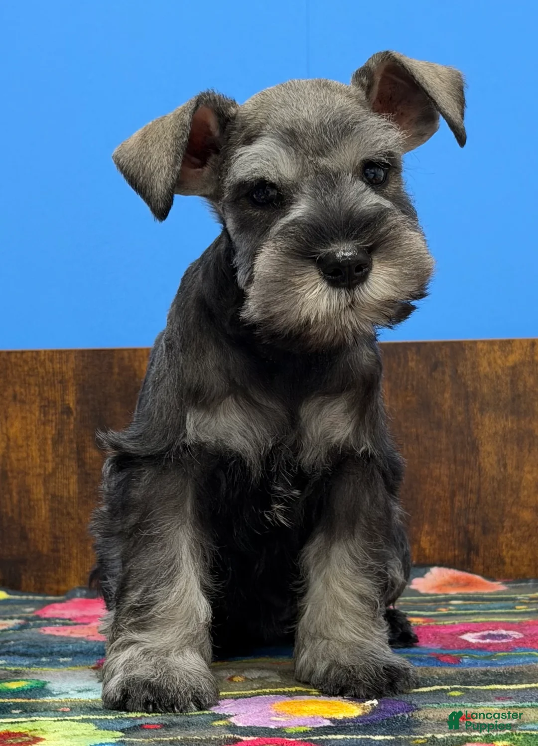 Miniature Schnauzer dogs for sale: Miniature Schnauzer Puppy 2 - Ad 1
