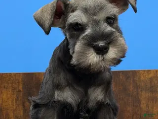 Miniature Schnauzer dogs for sale: Miniature Schnauzer Puppy 2 - Ad 2