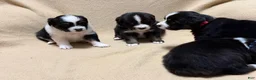 Miniature Australian Shepherd dogs for sale: Bandit  - Ad 7