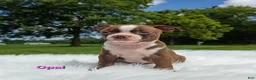 Boston Terrier dogs for sale: Opal - Ad 8