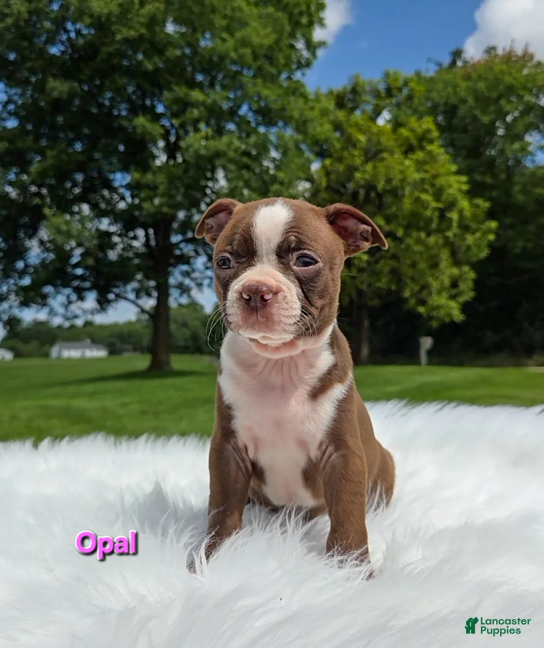 Boston Terrier dogs for sale: Opal - Ad 8