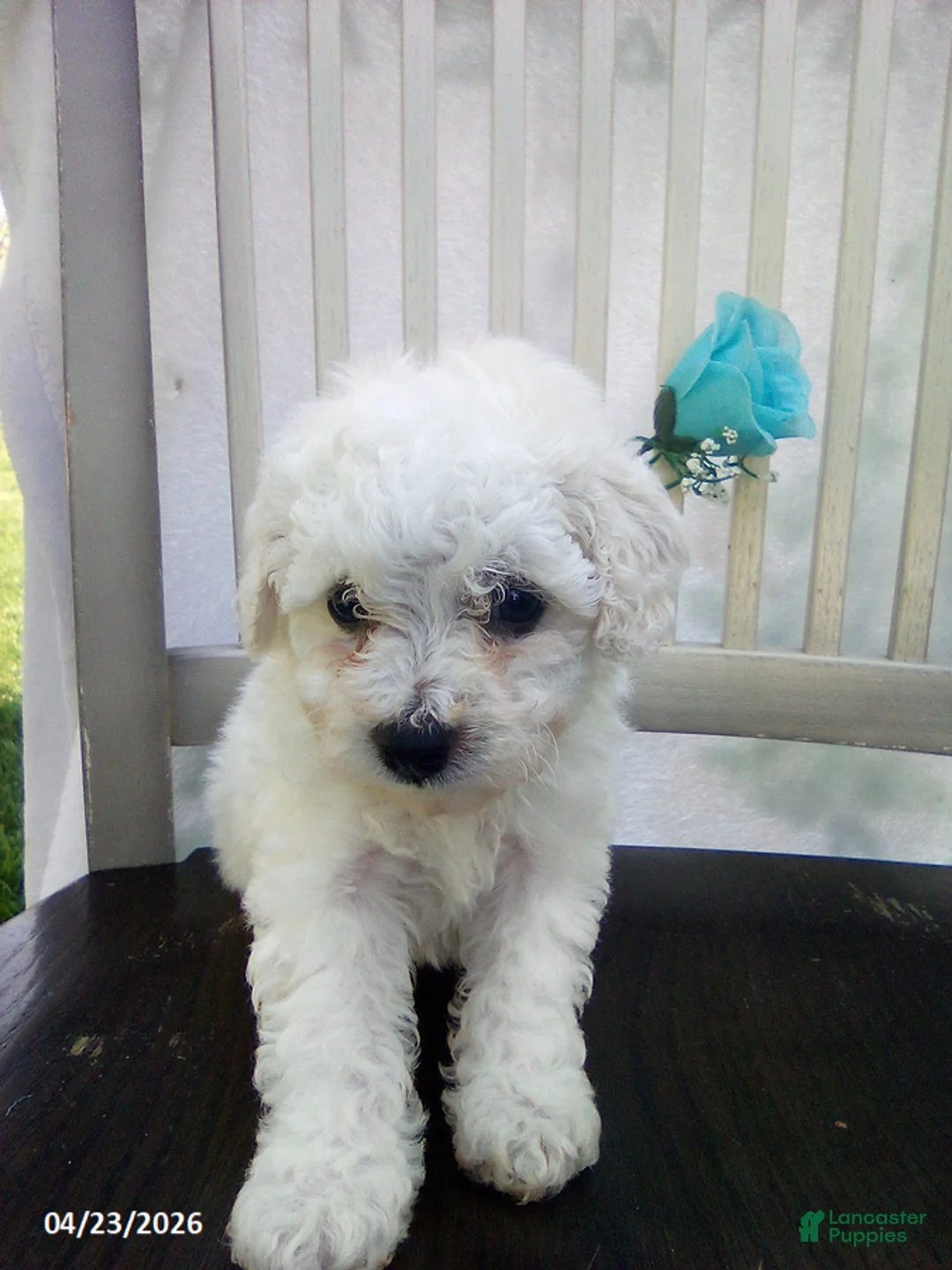 Bichpoo dogs for sale: Cooper - Ad 2