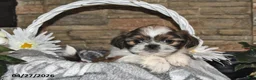 Shih Tzu dogs for sale: Shelly - Ad 2