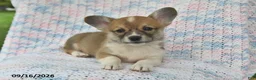 Welsh Corgi Pembroke dogs for sale: Alfie - Ad 4