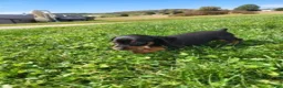 Miniature Pinscher dogs for sale: Male  - Ad 5