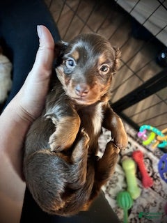 Miniature Dachshund dogs Twix - Ad 39