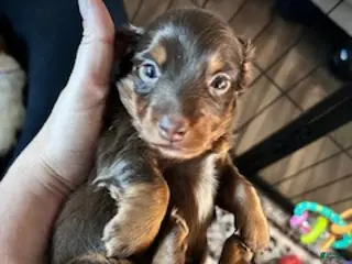 Miniature Dachshund dogs Twix - Ad 39