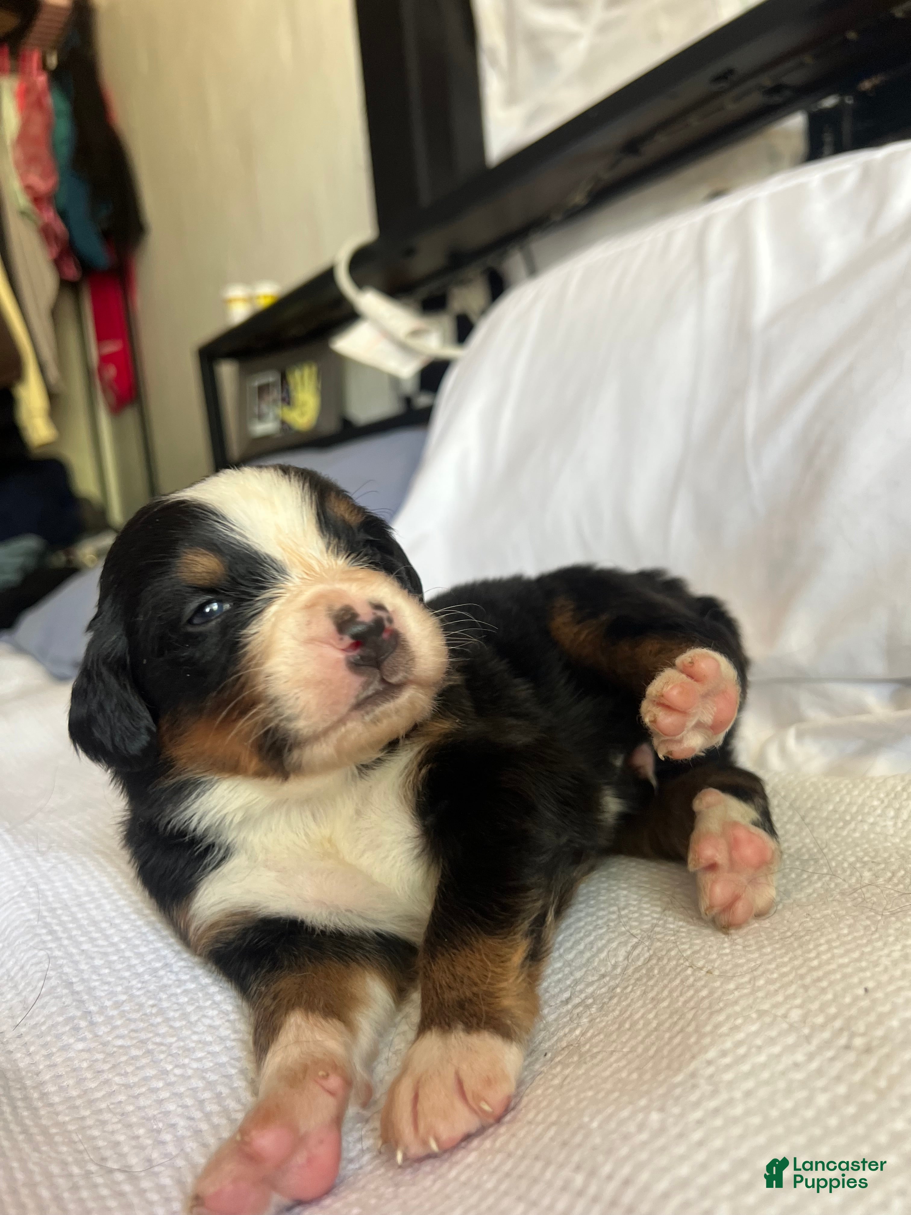 Bernese Mountain Dog dogs Blue Male - Ad 7