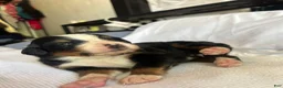 Bernese Mountain Dog dogs for sale: Blue Male - Ad 1