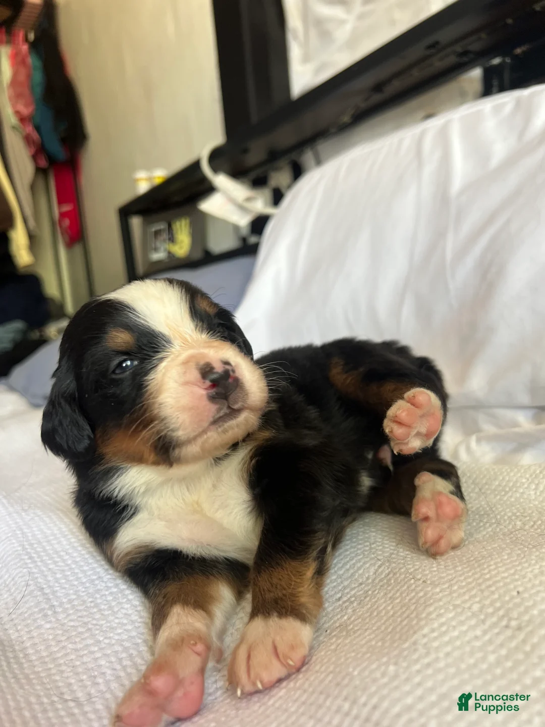 Bernese Mountain Dog dogs for sale: Blue Male - Ad 1