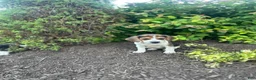 Beagle dogs for sale: Shenandoah - Ad 6