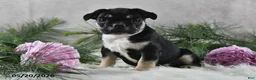 French Bulldog dogs for sale: Ike - Ad 7