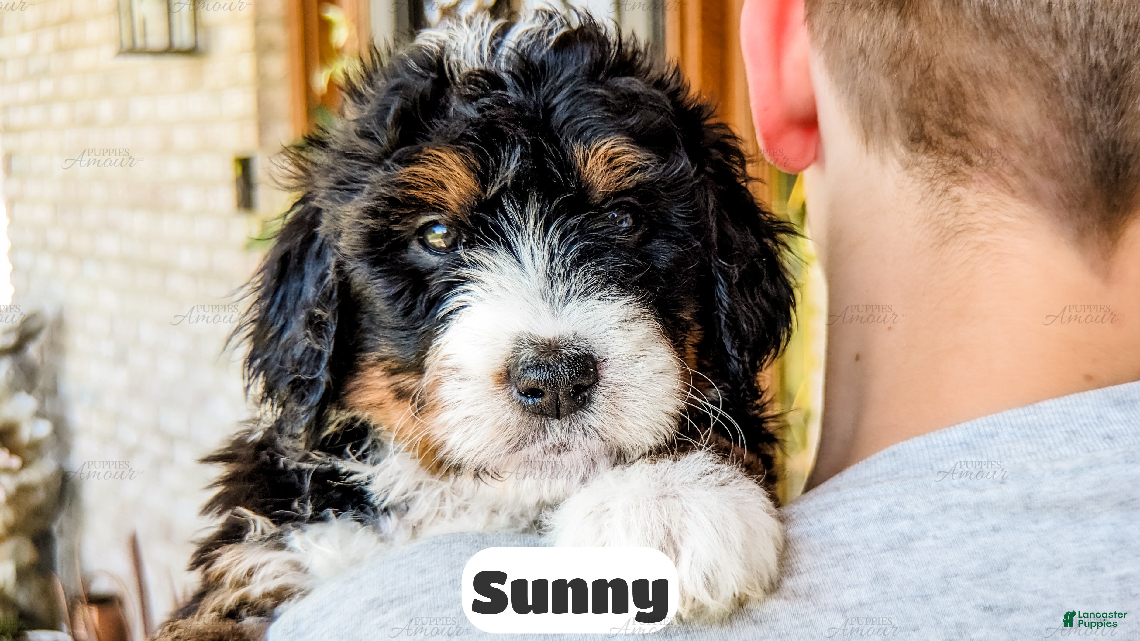 Bernedoodle dogs Sunny - Ad 1