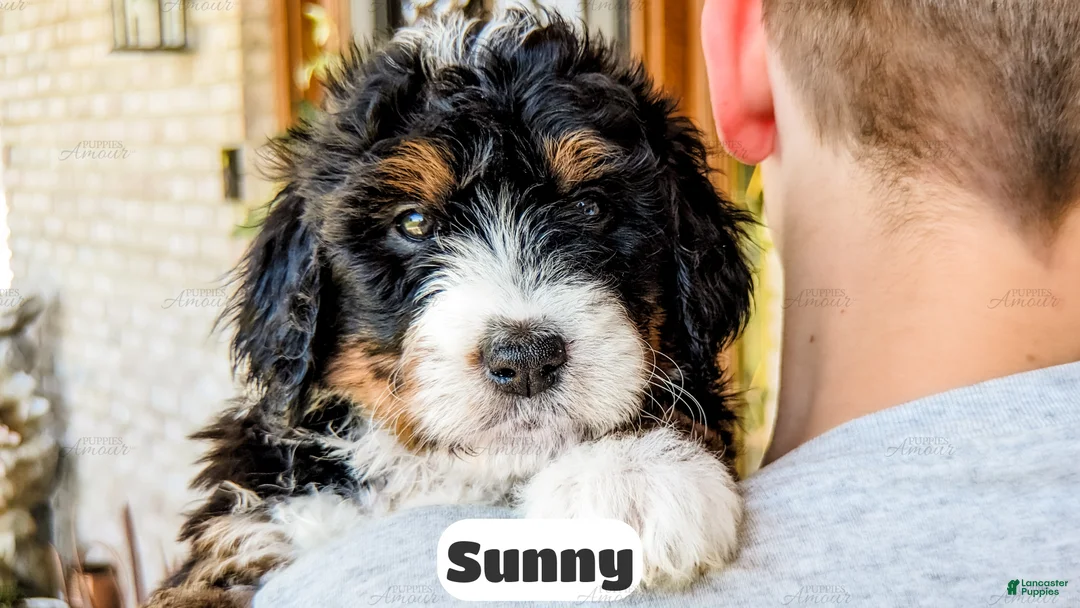 Bernedoodle dogs for sale: Sunny - Ad 2