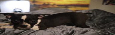 Boston Terrier 1