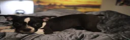 Boston Terrier dogs for sale: Boston Terrier 1 - Ad 1