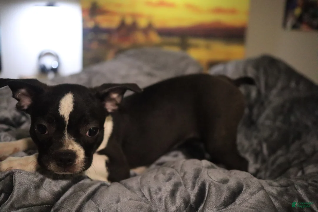 Boston Terrier dogs for sale: Boston Terrier 1 - Ad 1