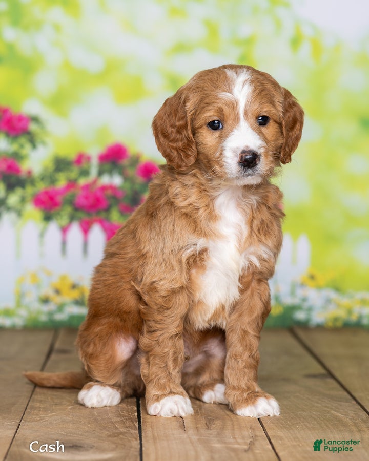 Goldendoodle dogs Cash - Ad 1