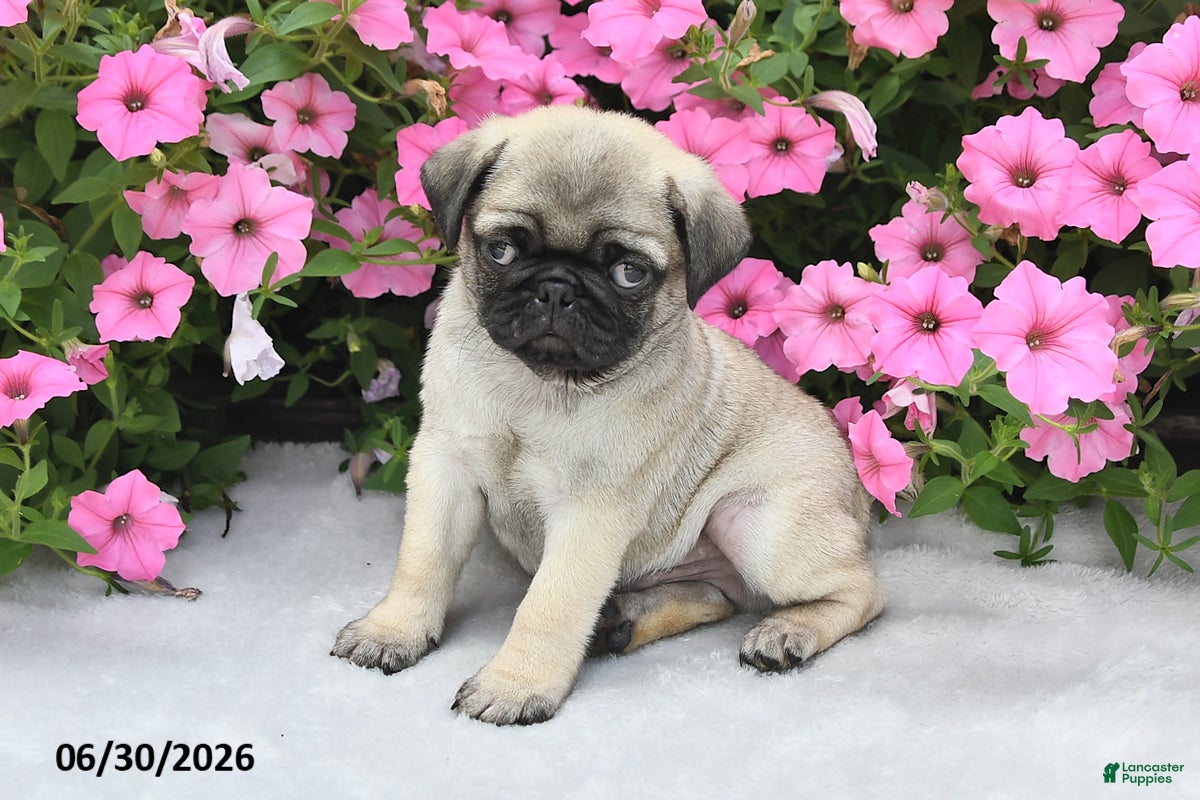 Pug dogs Winston - Ad 1