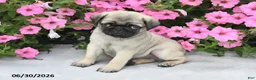 Pug dogs for sale: Winston - Ad 1