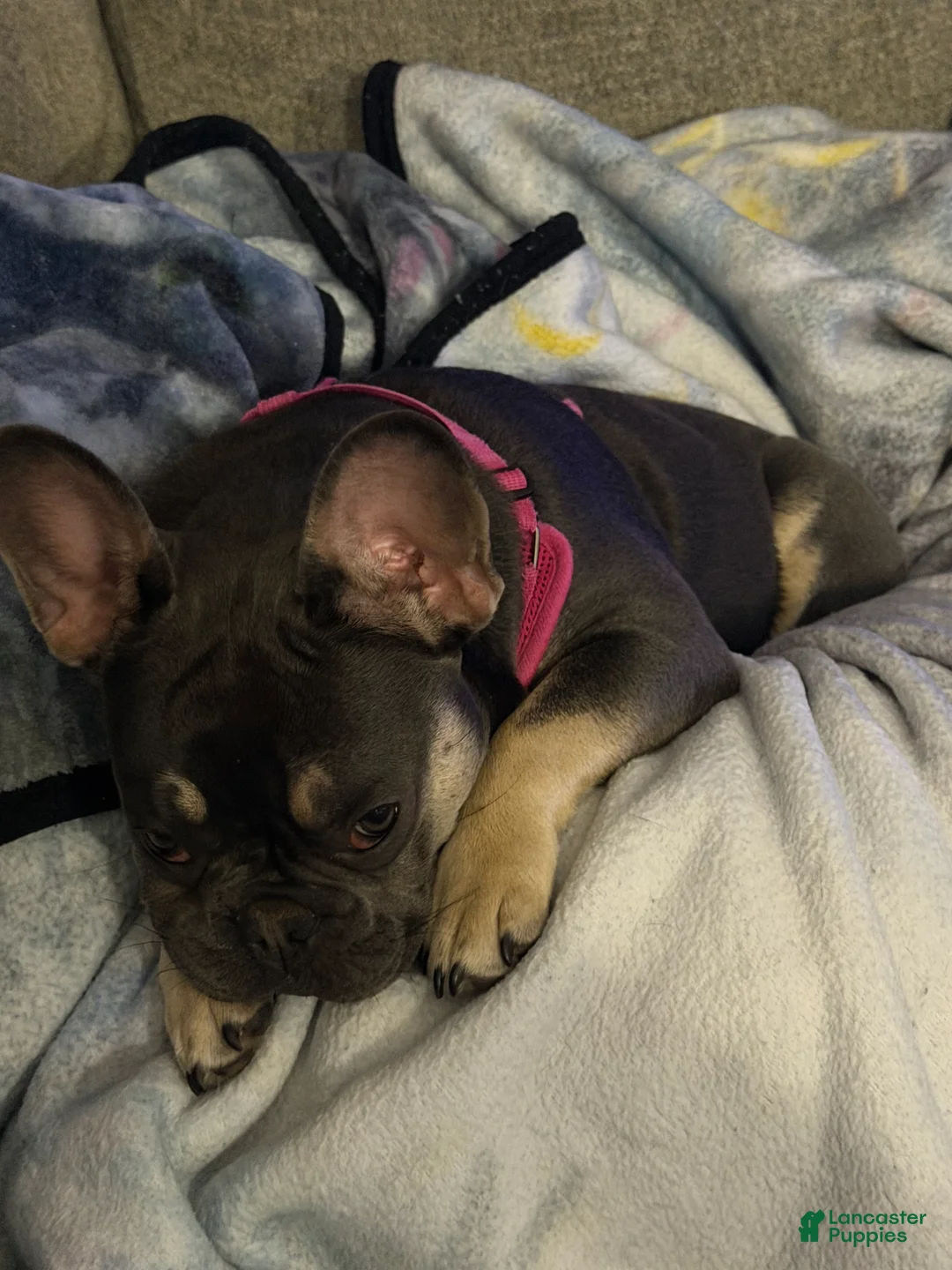 Frenchton dogs for sale: Bella - Ad 2