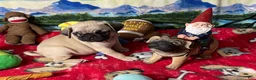 Pug dogs for sale: Billy - Ad 8