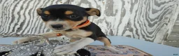Jack Russell Terrier dogs for sale: Jack Russell Terrier 4 Nia - Ad 2