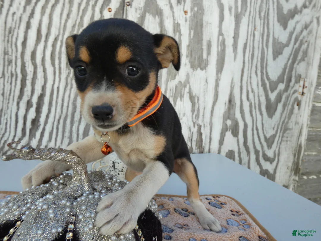 Jack Russell Terrier dogs for sale: Jack Russell Terrier 4 Nia - Ad 2