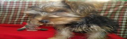 Yorkshire Terrier dogs for sale: Charlie - Ad 2
