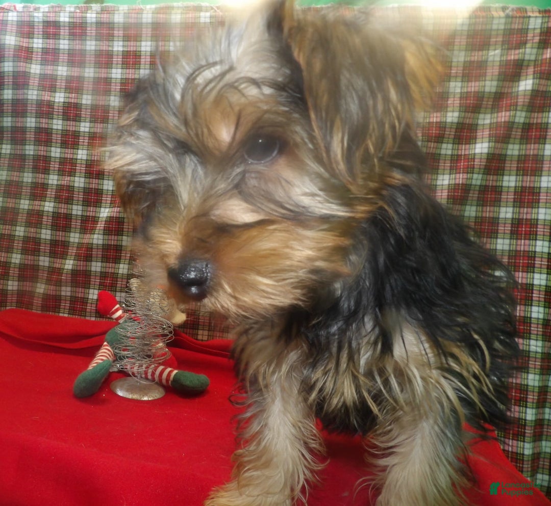 Yorkshire Terrier dogs for sale: Charlie - Ad 2