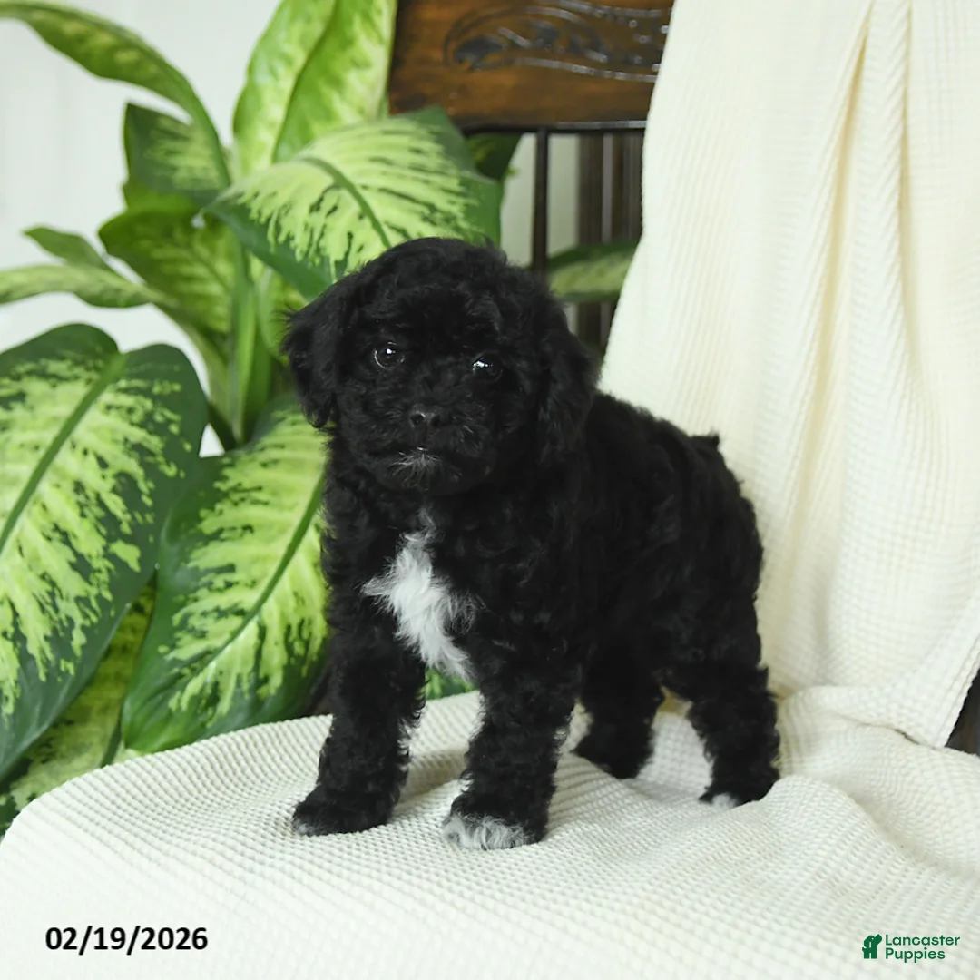 Miniature Poodle dogs for sale: Sophie - Ad 3