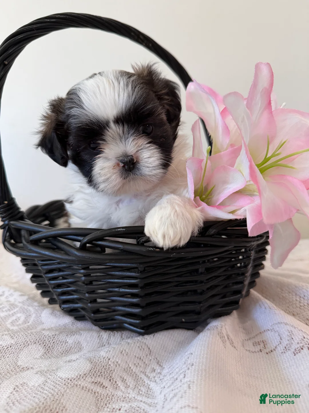 Shih Tzu dogs for sale: Vince Shih Tzu Puppy  - Ad 2