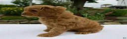 Cavapoo dogs for sale: Gage - Ad 4