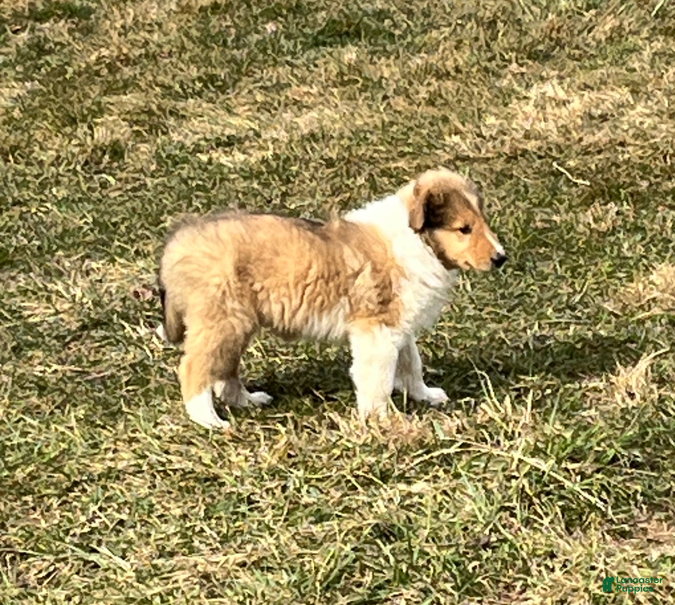 Collie dogs Bear - Ad 5