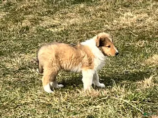 Collie dogs Bear - Ad 5