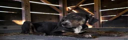 Catahoula Leopard Dog dogs for sale: Tracy II 2026 Female 1 - Ad 9