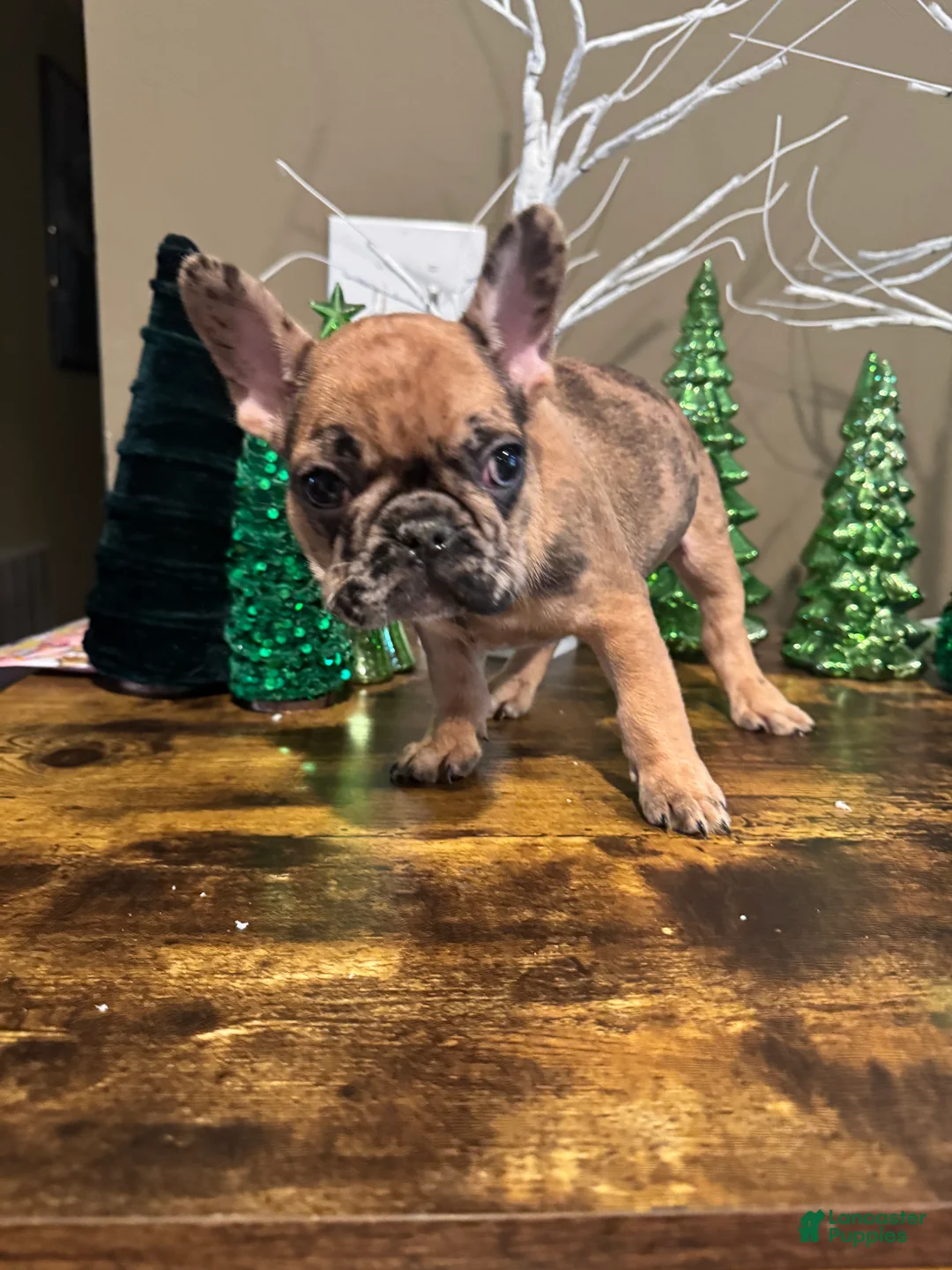 French Bulldog dogs for sale: French Bulldog Puppy 1 - Ad 5