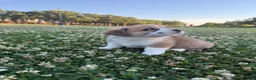 Welsh Corgi Pembroke dogs for sale: Welsh Corgi Pembroke Puppy 1 - Ad 4