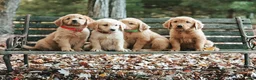 Golden Retriever dogs for sale: Jackson - Ad 3