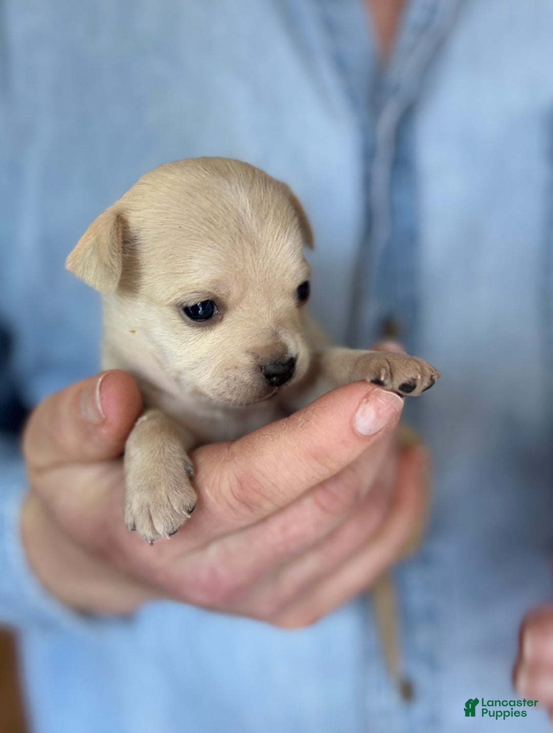 Chihuahua dogs for sale: Christmas  - Ad 14