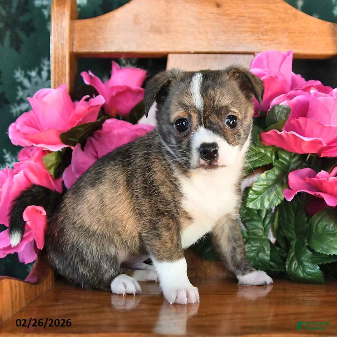 Chihuahua dogs for sale: Prince        - Ad 3