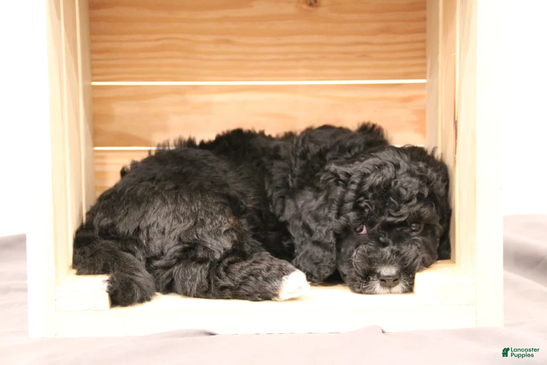 Mini Bernedoodle dogs for sale: Rocky - Ad 3
