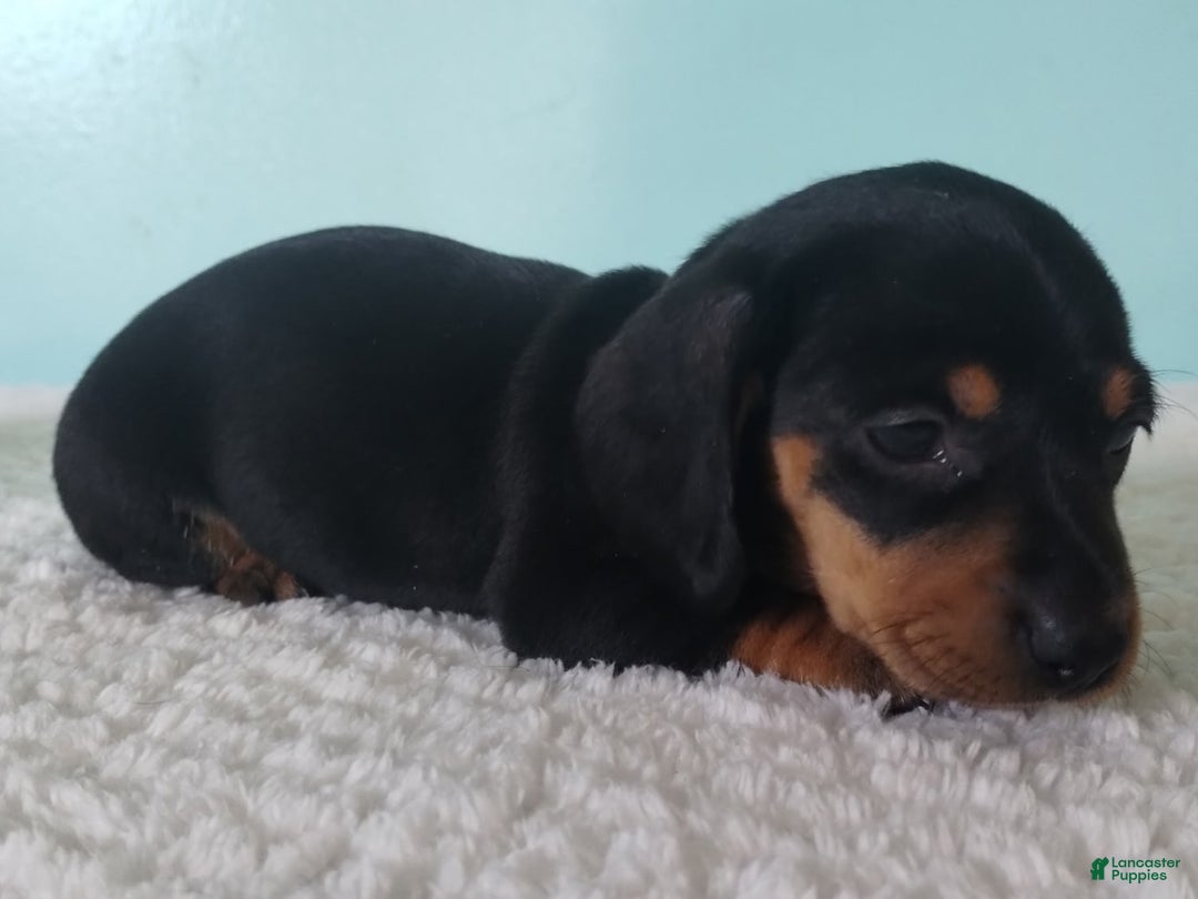 Miniature Dachshund dogs for sale: Finley - Ad 3