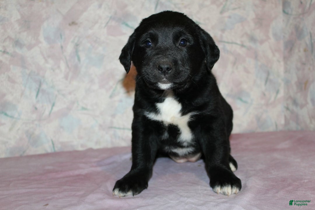 Goldador dogs for sale: Nova - Ad 4