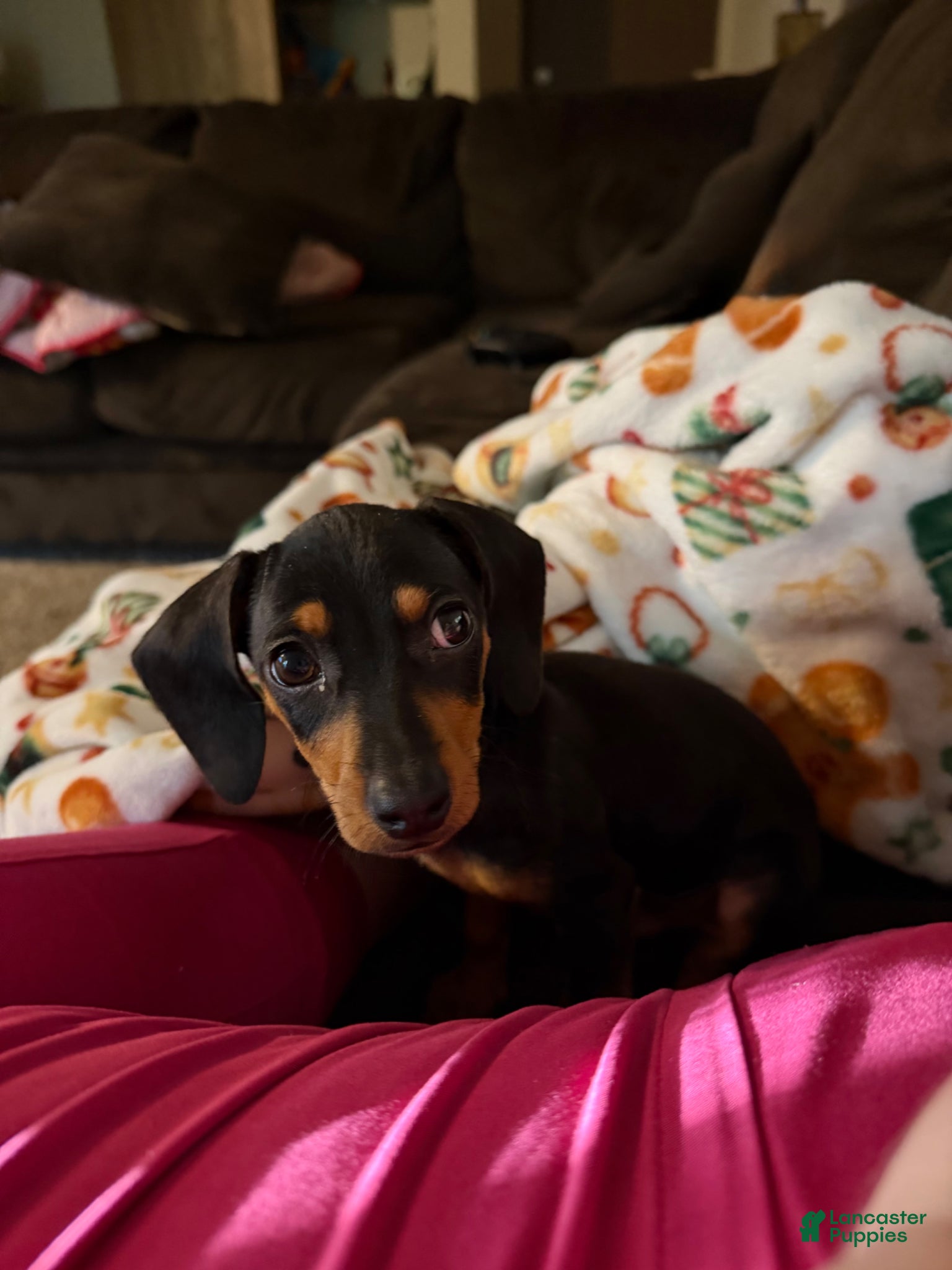 Dachshund dogs Dachshund Puppy 1 - Ad 2