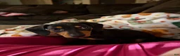 Dachshund dogs for sale: Dachshund Puppy 1 - Ad 2