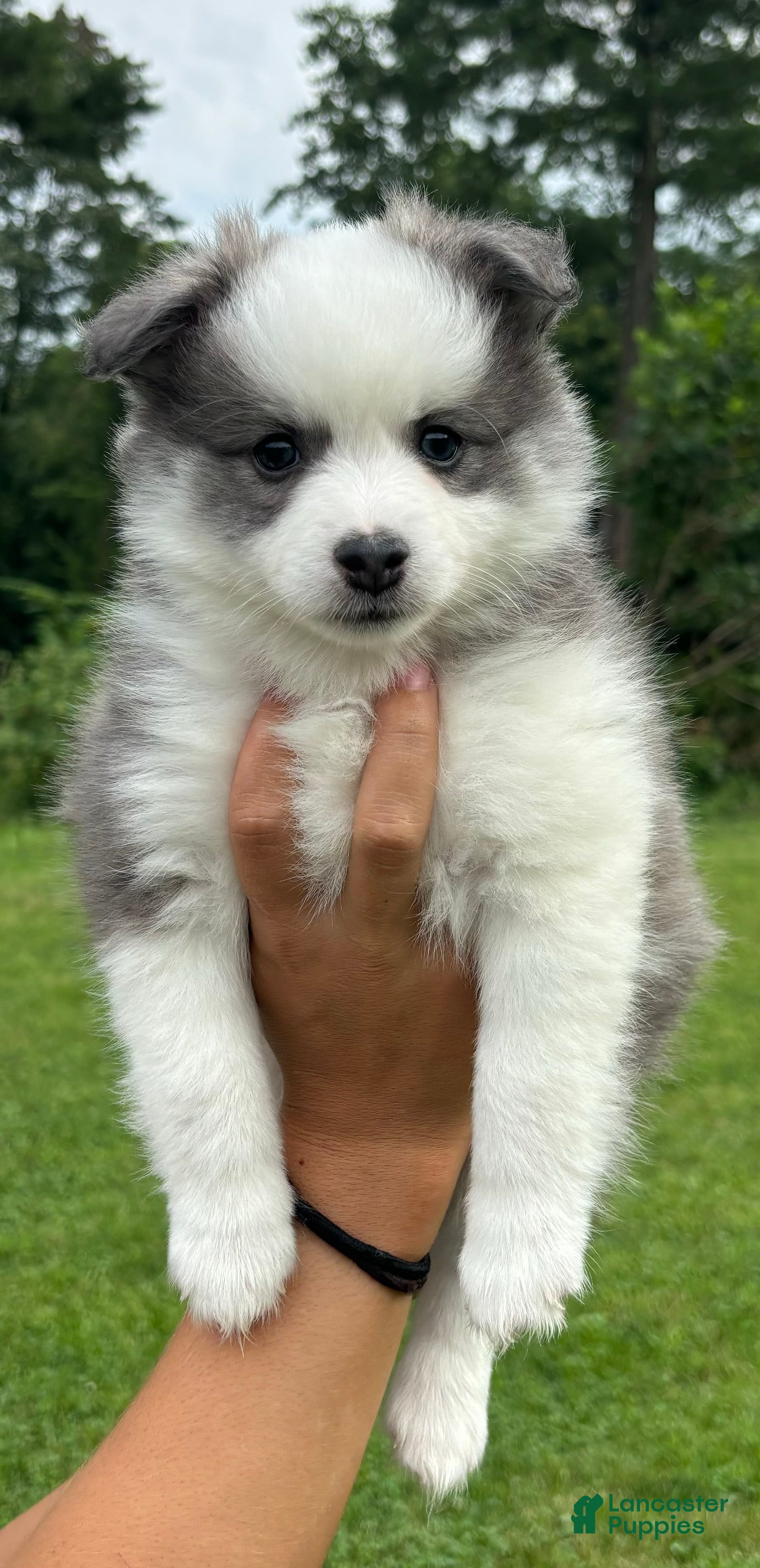 Pomsky dogs Pomsky 4 - Ad 1