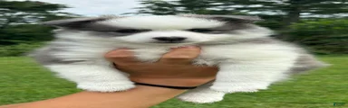 Pomsky 4