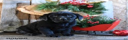 Labrador Retriever dogs for sale: Radar - Ad 4