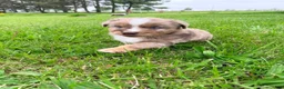 Australian Shepherd dogs for sale: Milo - Ad 4